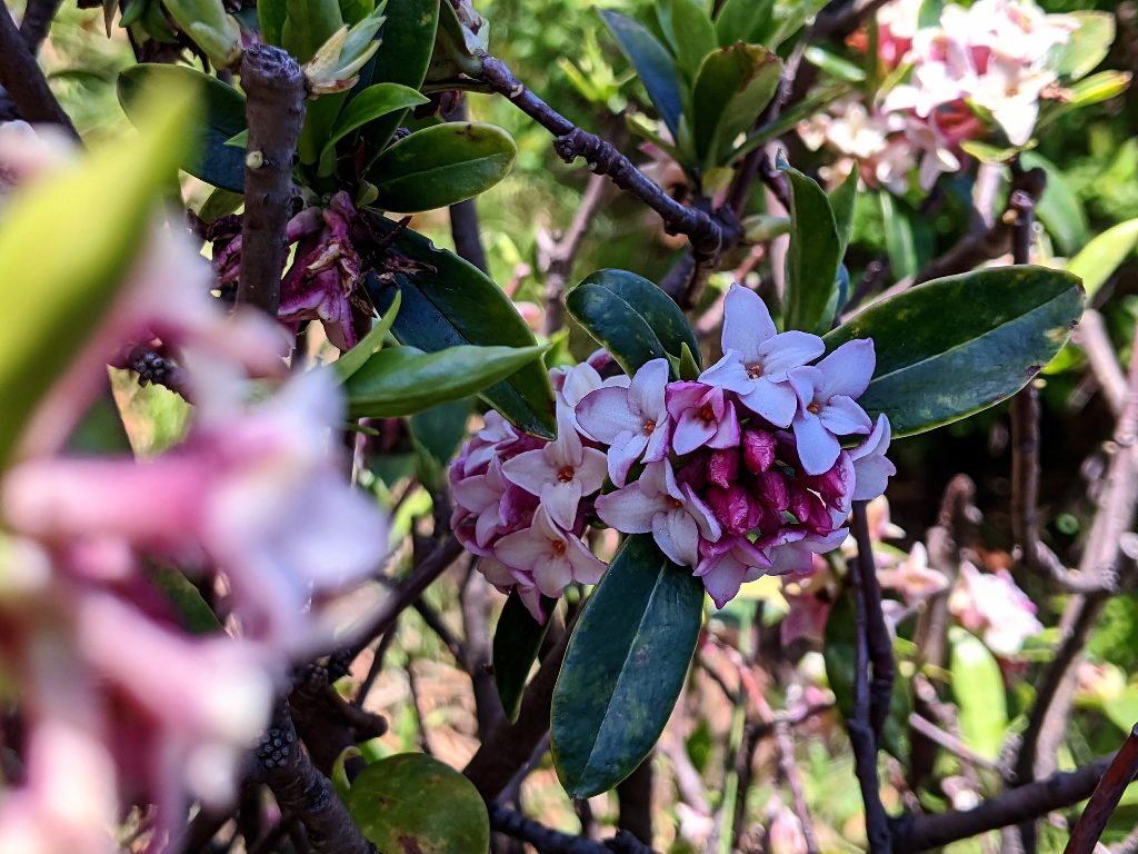 f:id:sugaryo1224:20201120200906p:plain