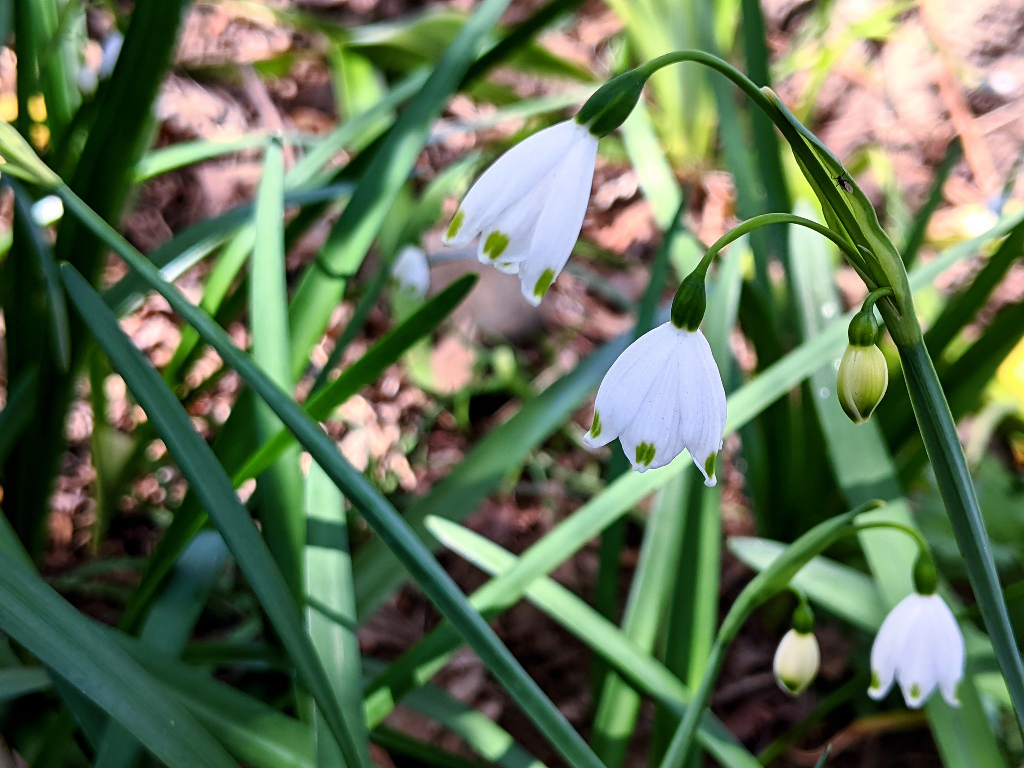 f:id:sugaryo1224:20201120201229p:plain