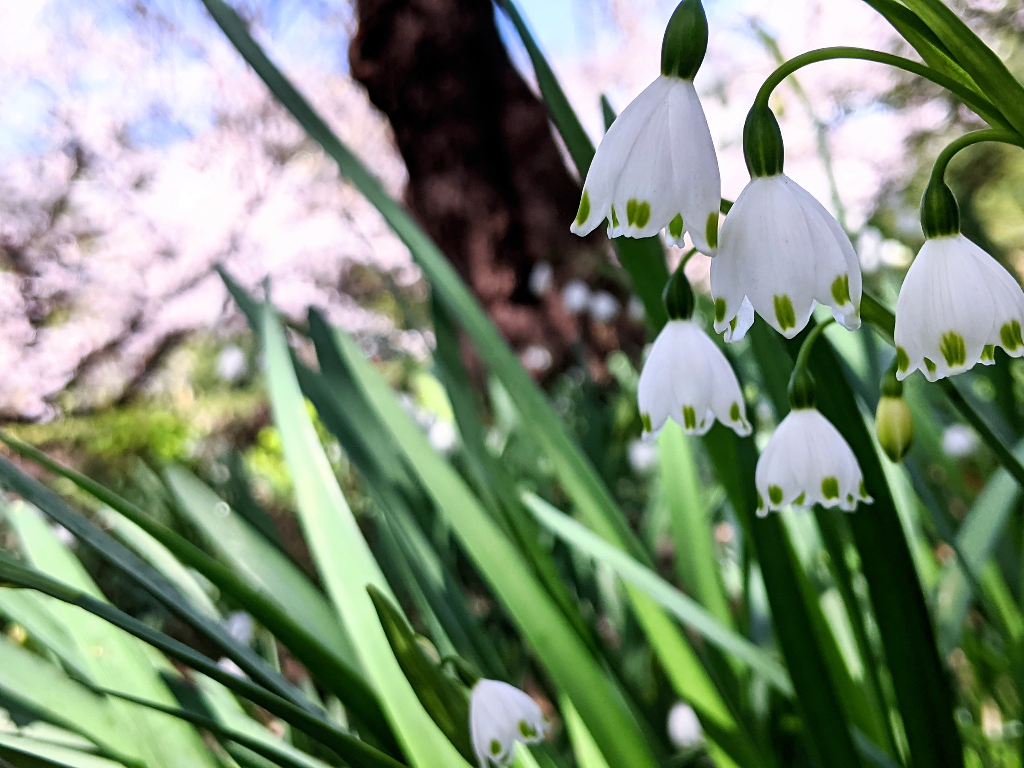 f:id:sugaryo1224:20201120201312p:plain