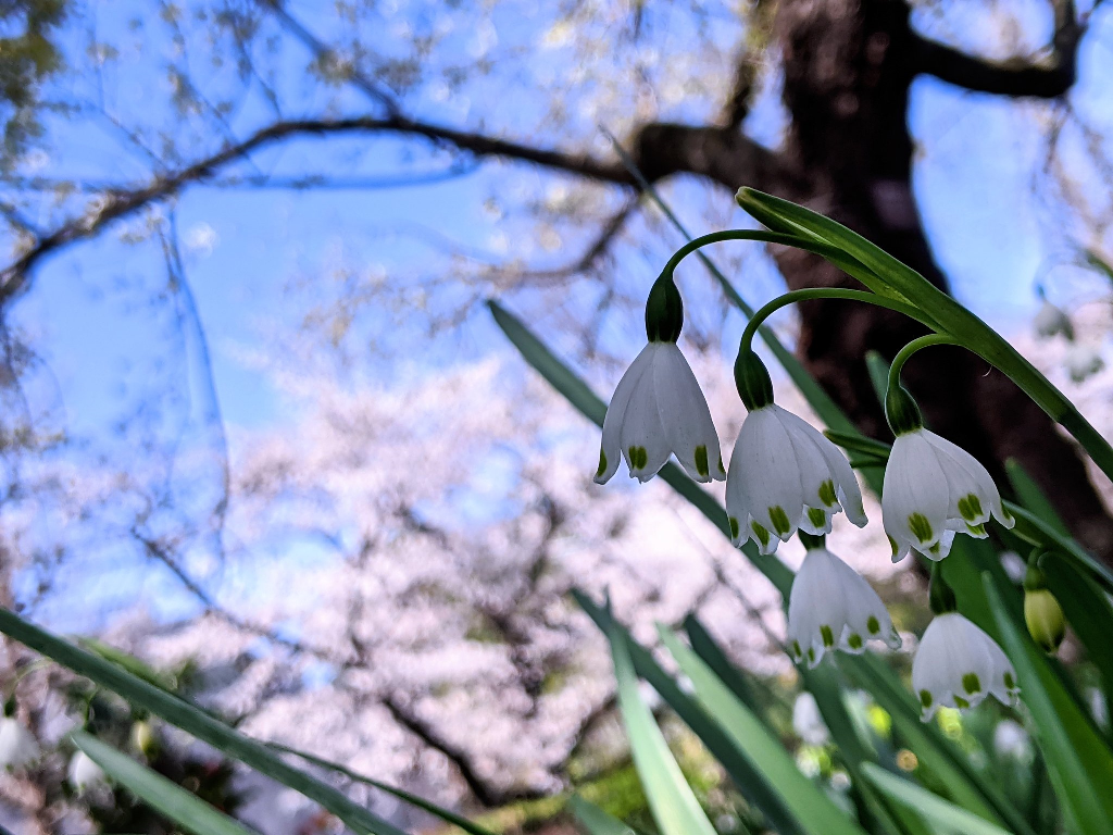 f:id:sugaryo1224:20201120201322p:plain