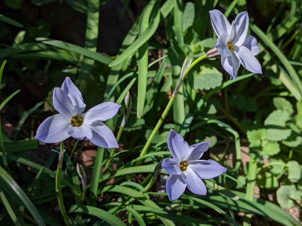 f:id:sugaryo1224:20201120201358p:plain