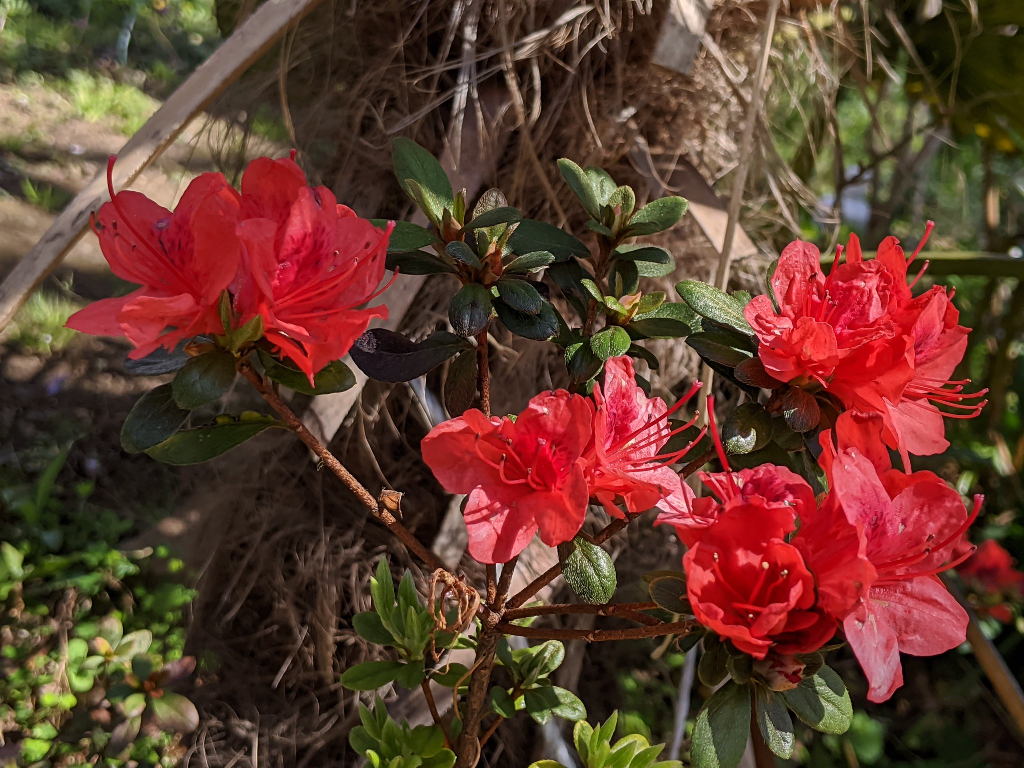 f:id:sugaryo1224:20201120201740p:plain