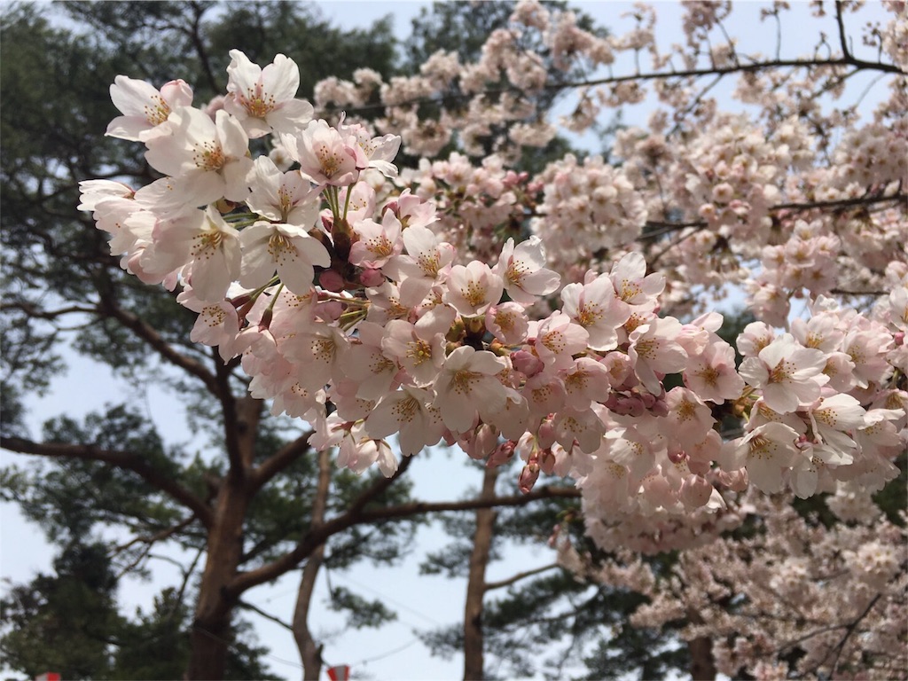 f:id:sugatareiji:20160428175431j:image