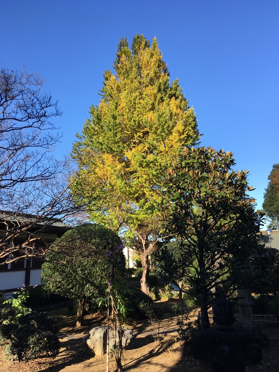 f:id:sugeta221:20201122021731j:plain