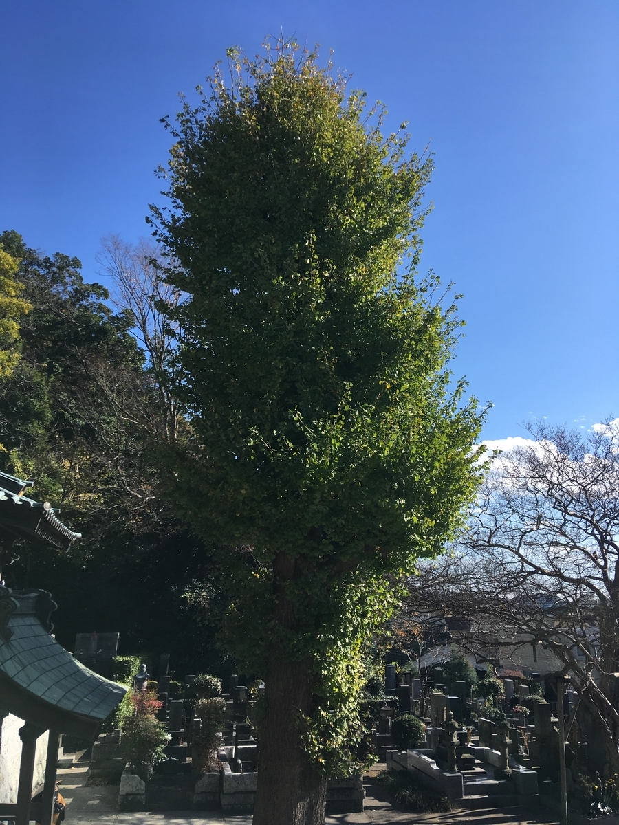 f:id:sugeta221:20201128221327j:plain