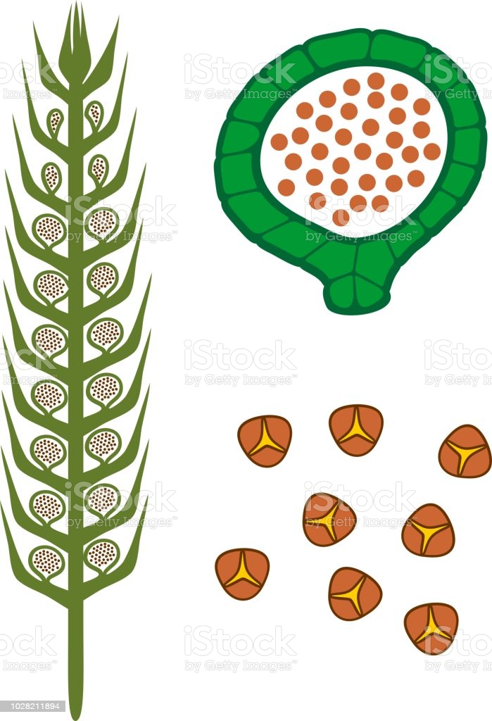 空*草様 ☆ヘイケイヌワラビ 島根県産 胞子培養株 イヌワラビの包葉と