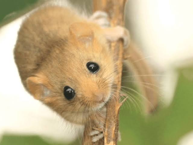 ヤマネ - すぎぶろ!!