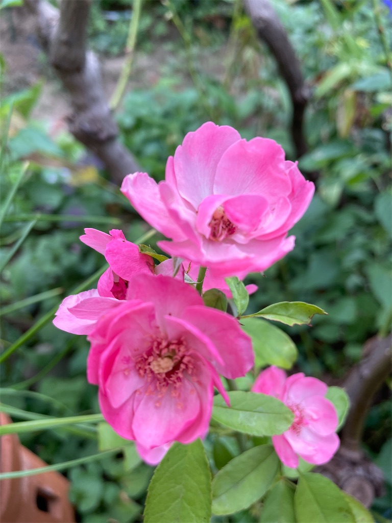 f:id:sugi0713:20250802084102j:image