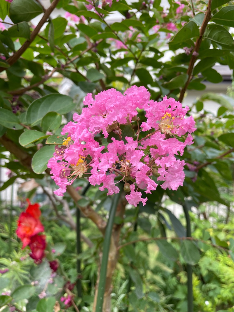 f:id:sugi0713:20250802084138j:image f:id:sugi0713:20250802084138j:image