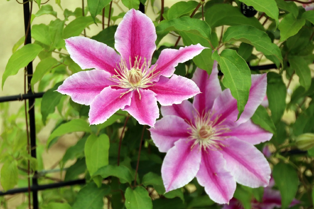 華やかなクレマチス 華やかなクレマチス 【公式通販】