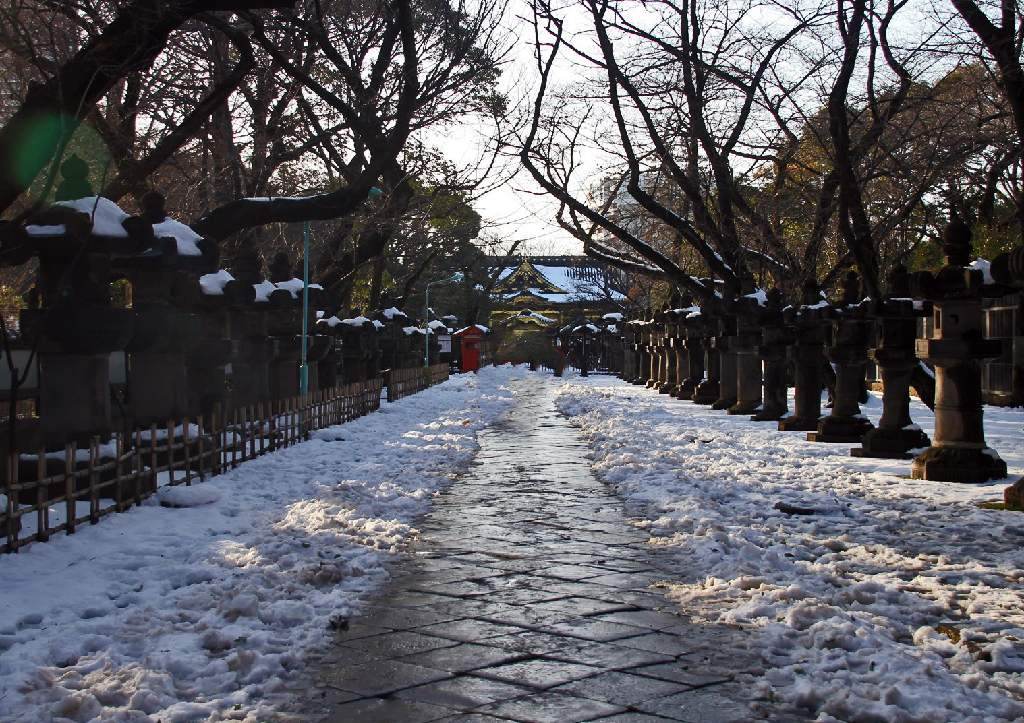 雪が降ったので、この時ばかりと思い冬牡丹を撮影に - 写真で綴るすぎさんのブログ