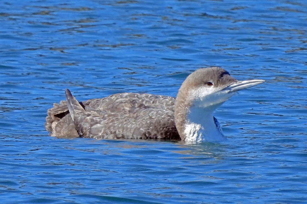 海鳥 オオハム・アビ・シノリガモ・ウミアイサなどを撮影 - 写真で綴る
