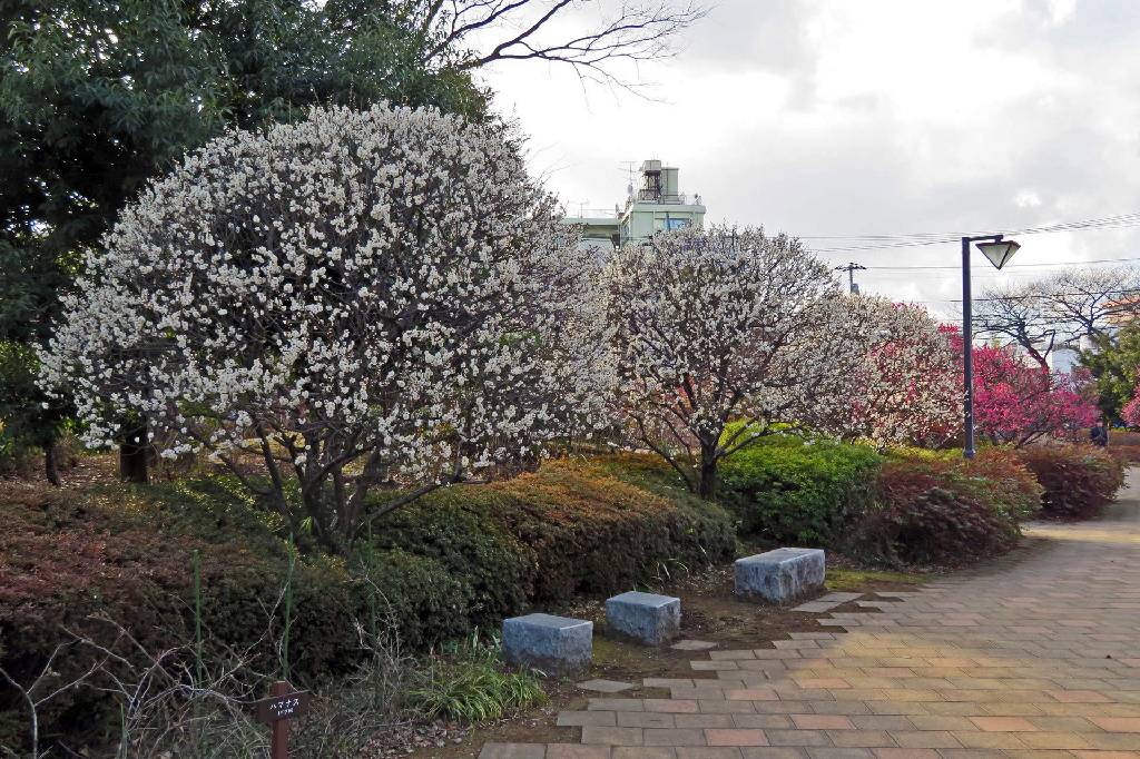東京 中野の哲学堂公園の梅園 - 写真で綴るすぎさんのブログ