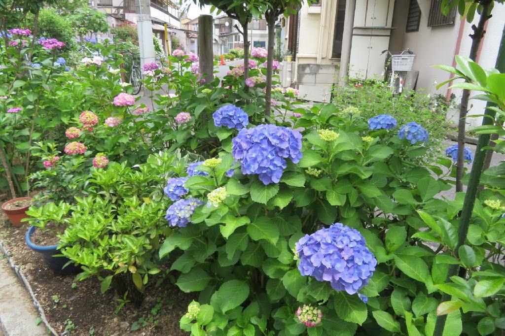 花菖蒲の名所 堀切菖蒲園 - 写真で綴るすぎさんのブログ