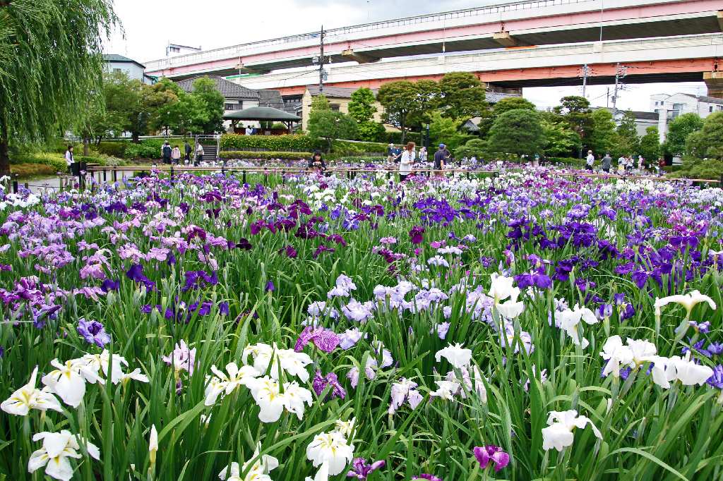 花菖蒲の名所 堀切菖蒲園 - 写真で綴るすぎさんのブログ