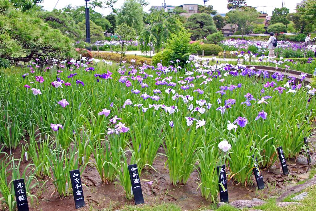 花菖蒲の名所 堀切菖蒲園 - 写真で綴るすぎさんのブログ