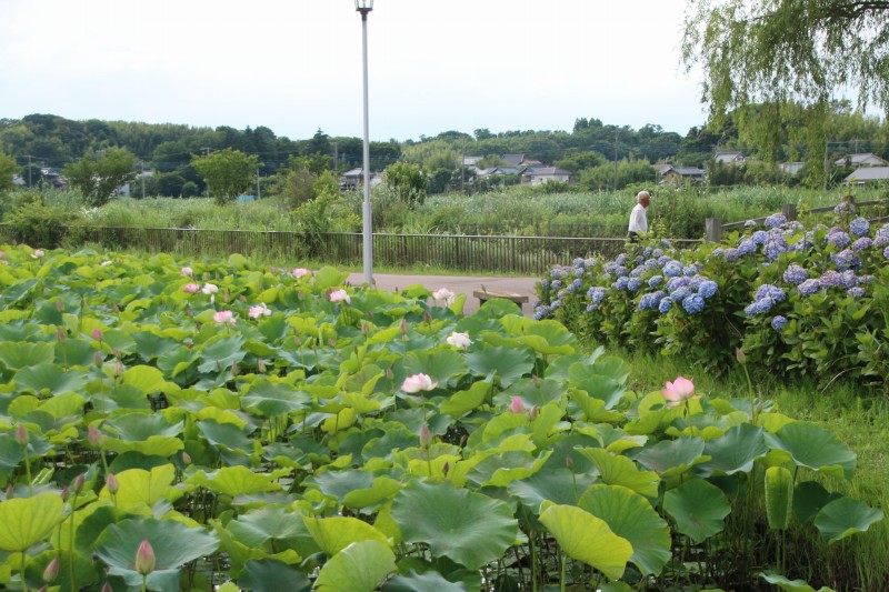 利根親水公園の古代蓮(大賀ハス)が開花 - 写真で綴るすぎさんのブログ