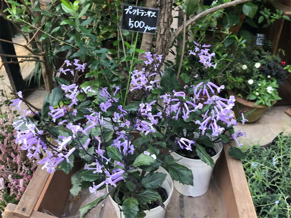 f:id:sugimari39108:20191023143832j:plain f:id:sugimari39108:20191023143832j:plain