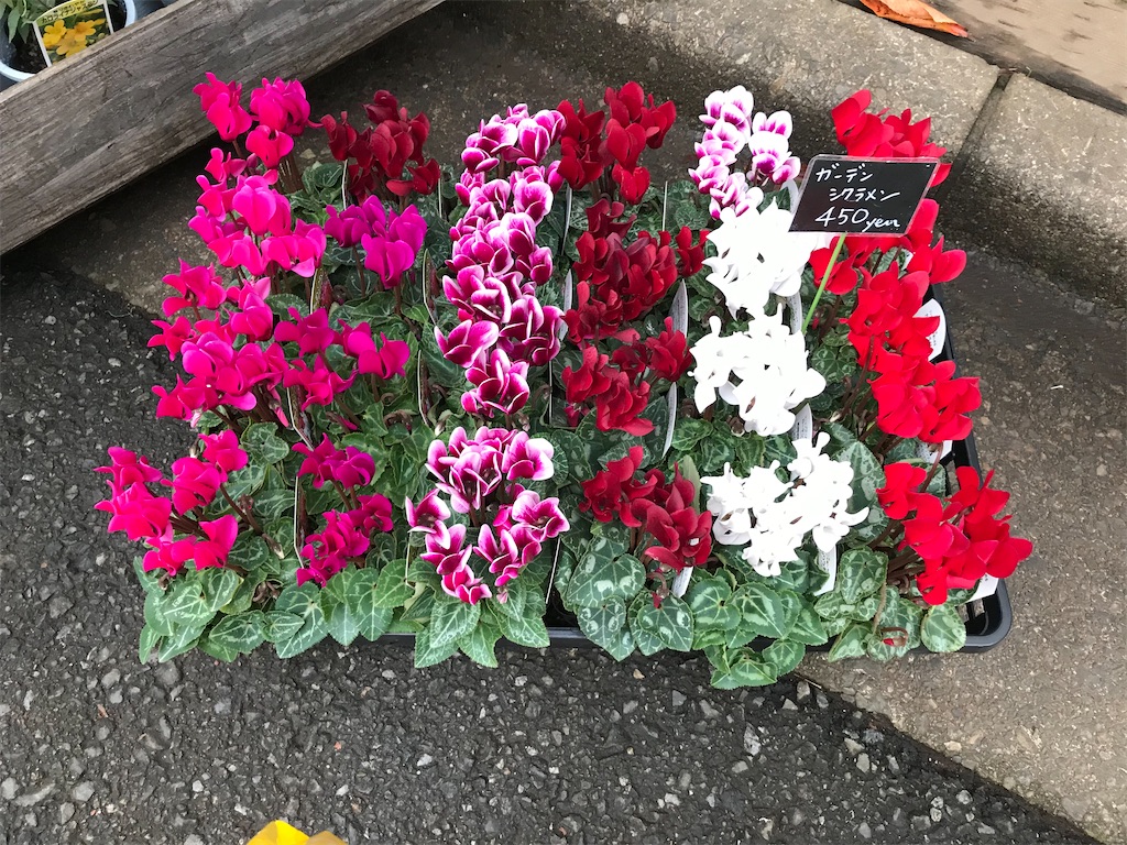f:id:sugimari39108:20191210180123j:plain f:id:sugimari39108:20191210180123j:plain