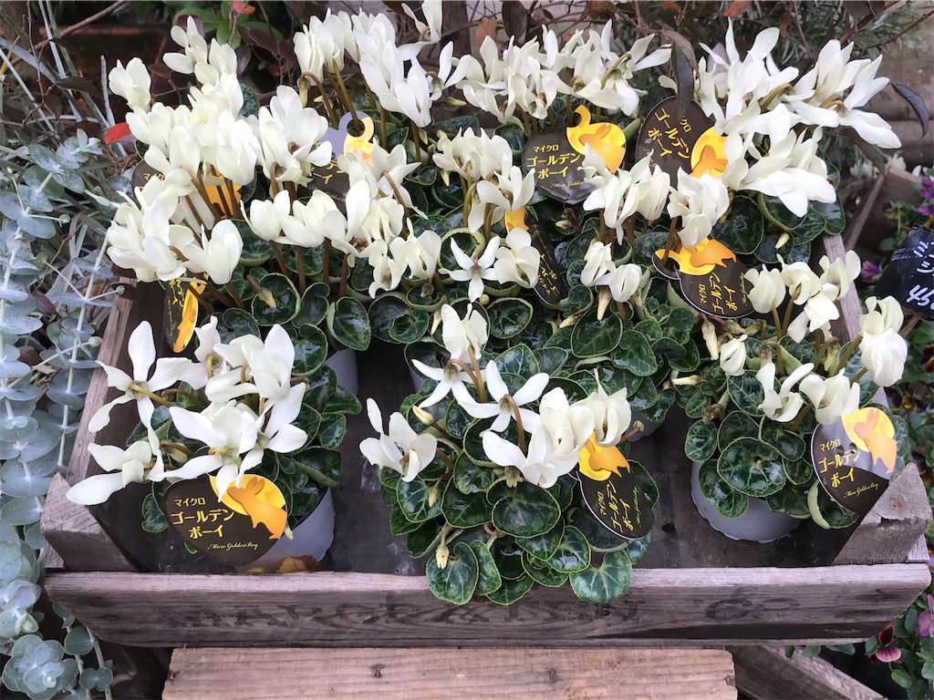 f:id:sugimari39108:20191210180249j:plain f:id:sugimari39108:20191210180249j:plain
