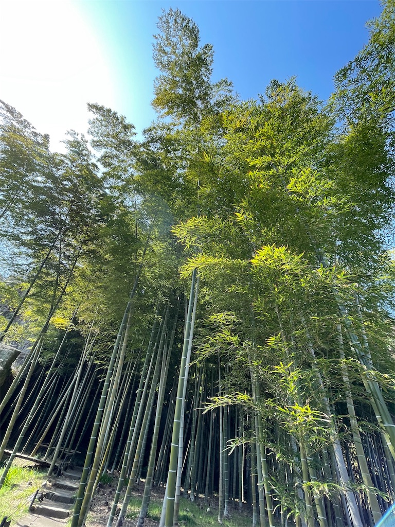 f:id:sugimari39108:20240317130447j:image
