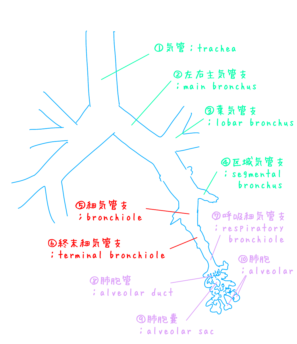 f:id:sugiryot:20200708221144p:plain f:id:sugiryot:20200708221144p:plain