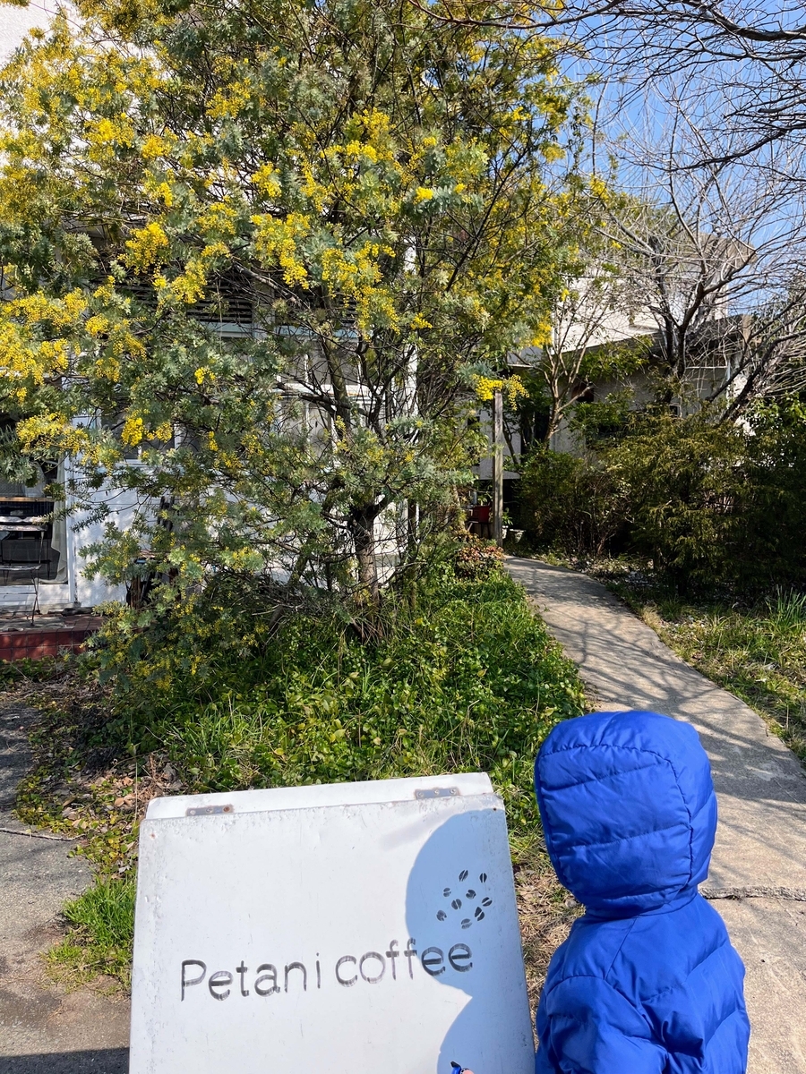 お店の前にあるミモザの木。