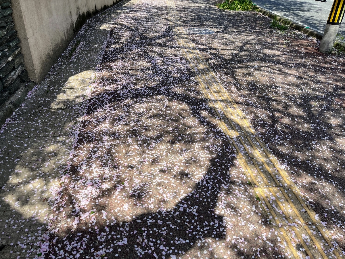 桜が散ってきれい