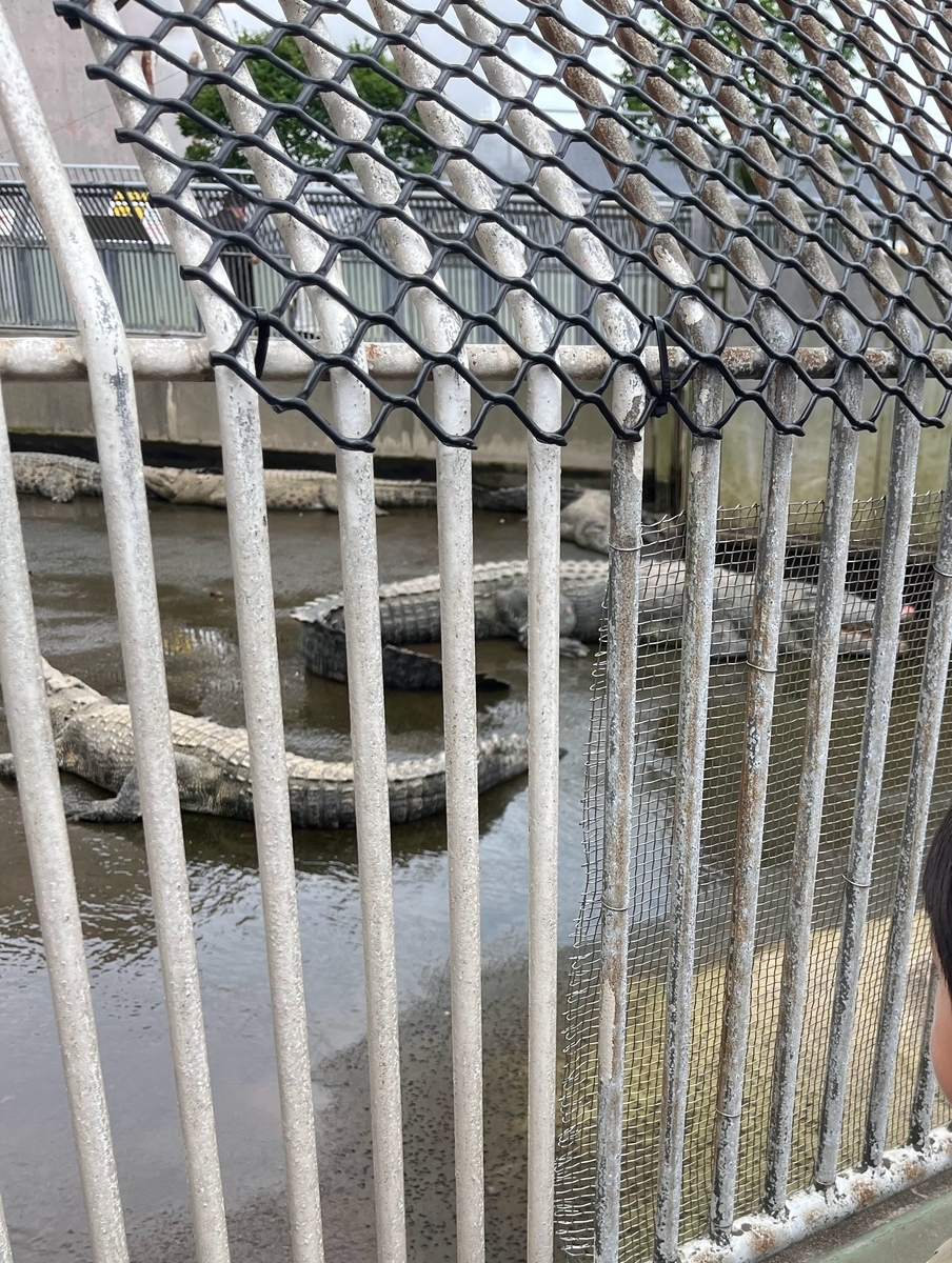 鬼山ワニ地獄のワニ。めっちゃワニばっかりだった