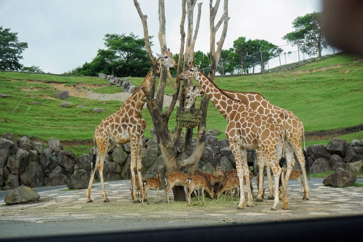 色々な動物が見れました。キリンです。
