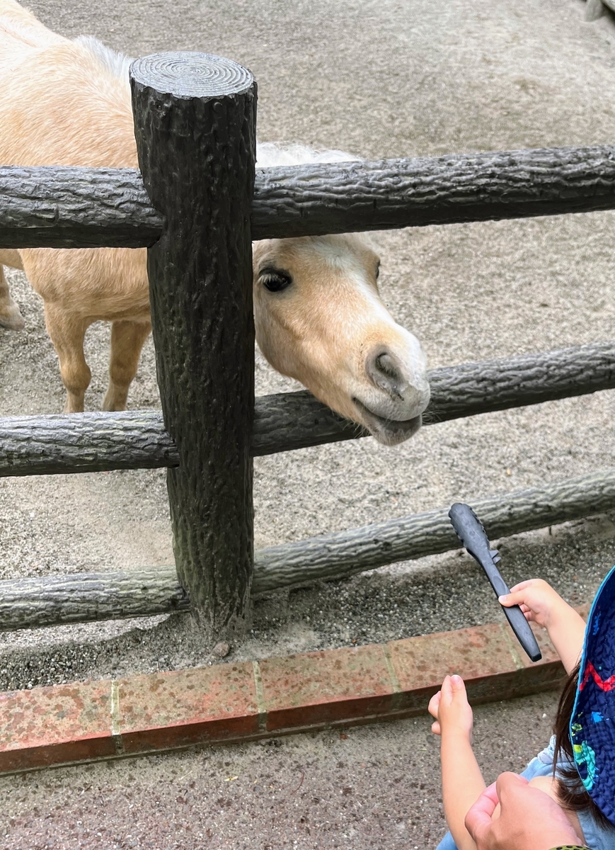 ポニーにニンジンをあげてる