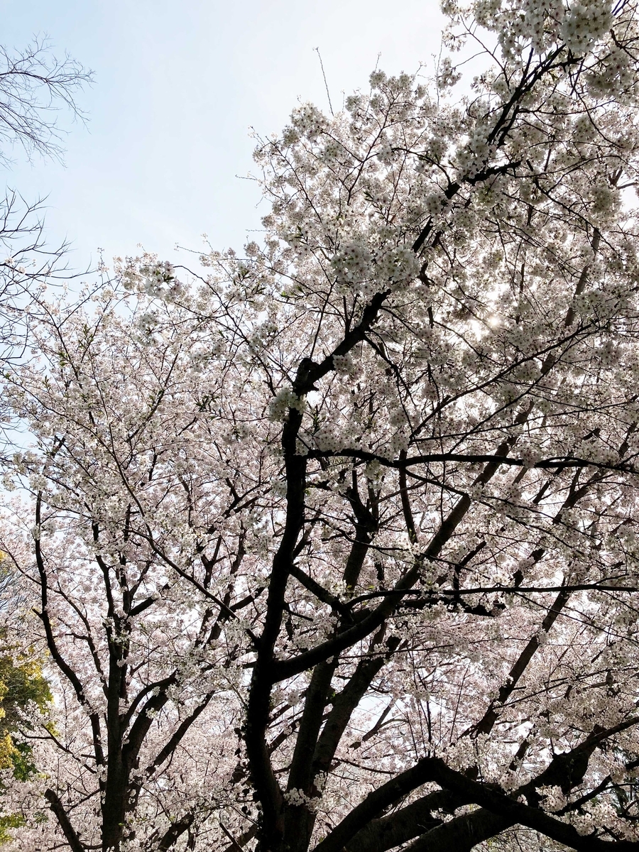 満開の桜。