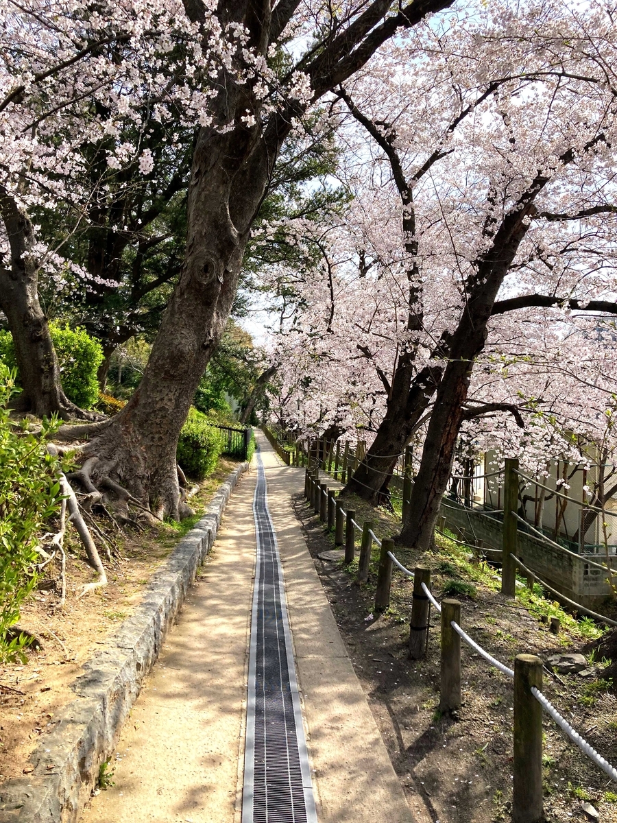 舞鶴公園東口から登った景色。なだらかな坂になってます