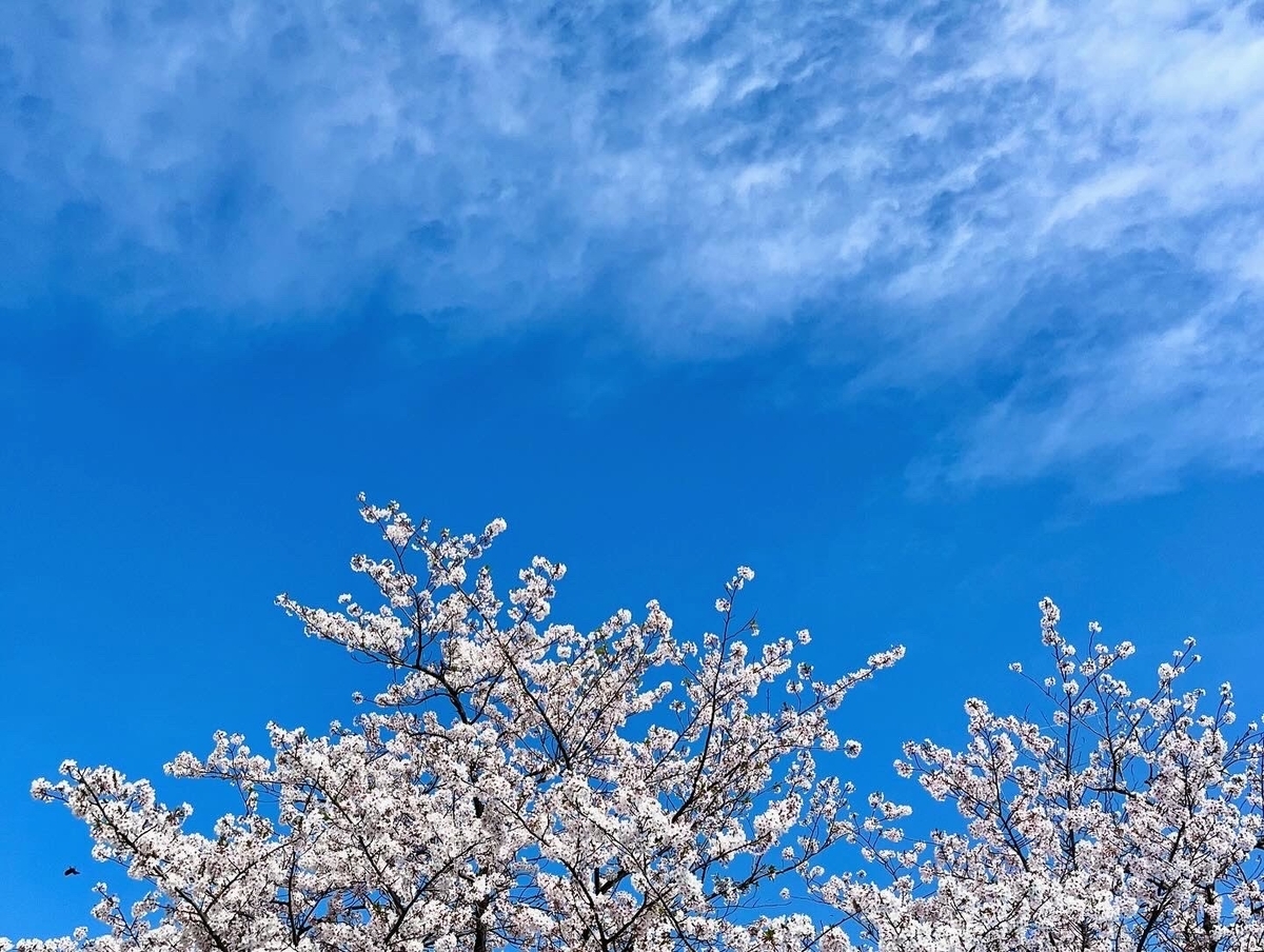 歩きながら花を観たり空をみたりするのがすき