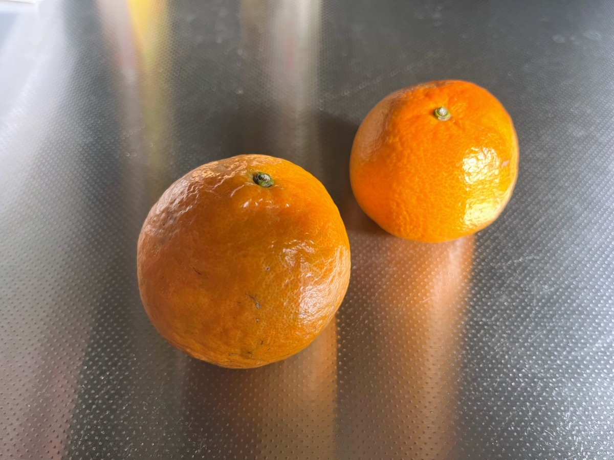 喜界島のたんかん。