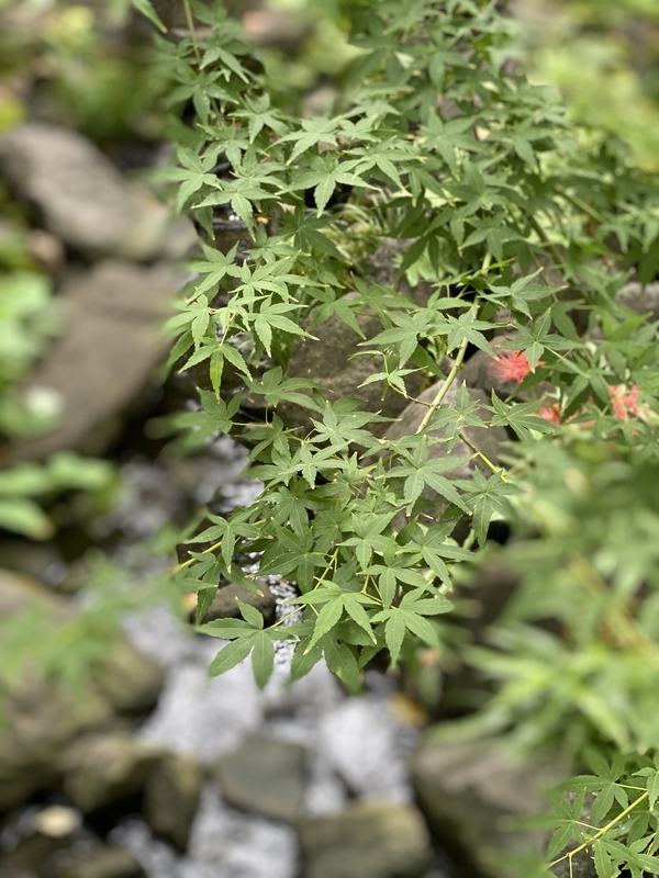 f:id:sugoibai:20191009110944j:plain f:id:sugoibai:20191009110944j:plain