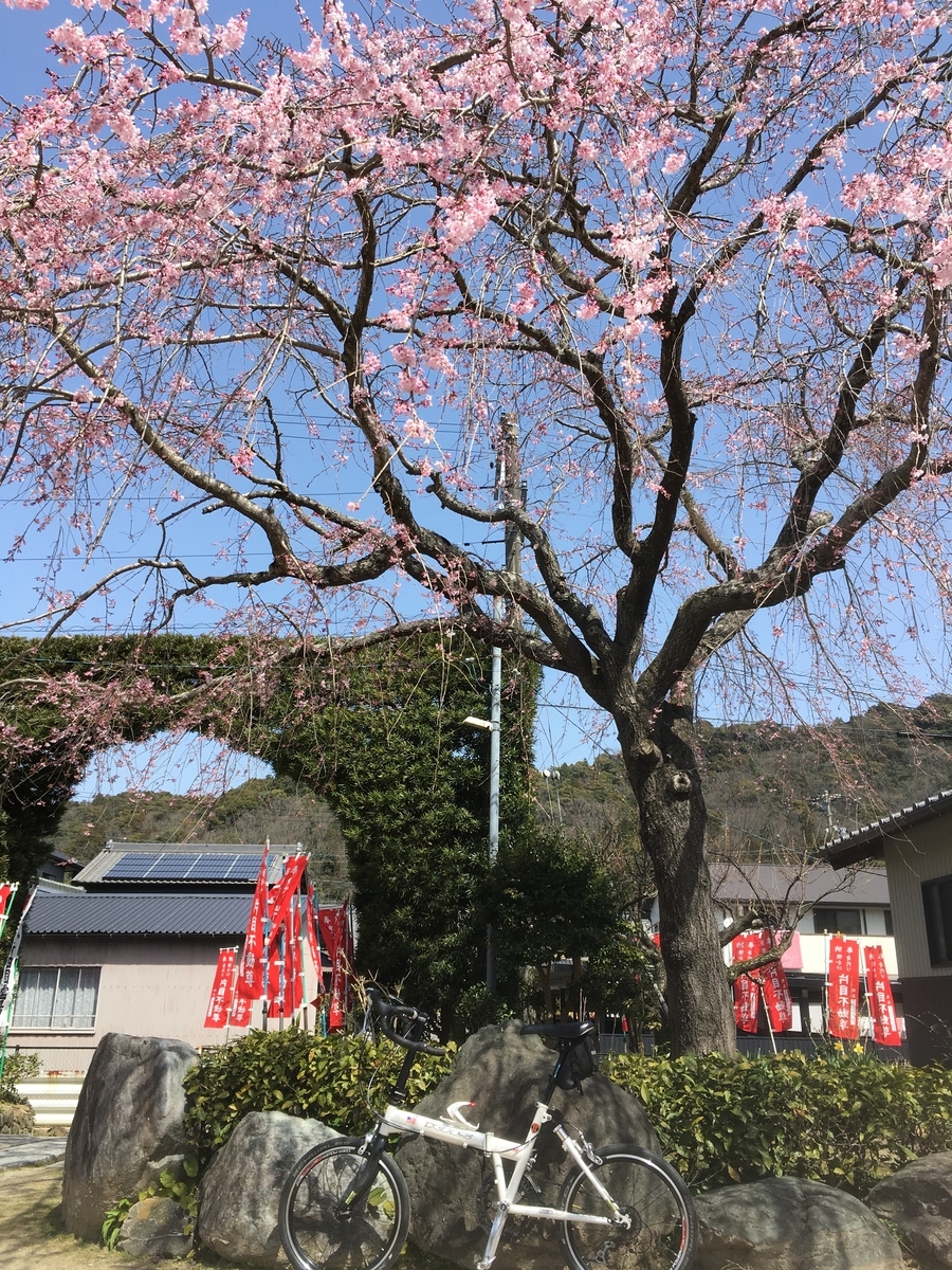 東海道 藤川宿の明星院の垂れ桜 が見頃です