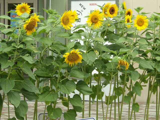 f:id:sugu60:20170708145313j:plain f:id:sugu60:20170708145313j:plain