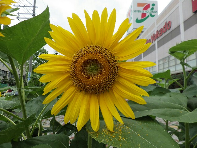 f:id:sugu60:20170708150155j:plain f:id:sugu60:20170708150155j:plain