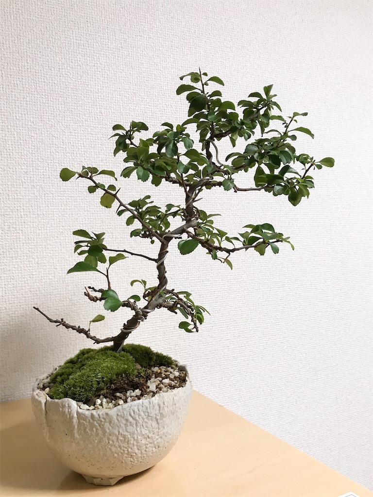 f:id:suguri-s:20171221233232j:image f:id:suguri-s:20171221233232j:image