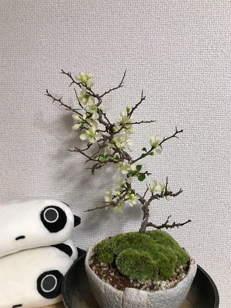 f:id:suguri-s:20180224204409j:image f:id:suguri-s:20180224204409j:image