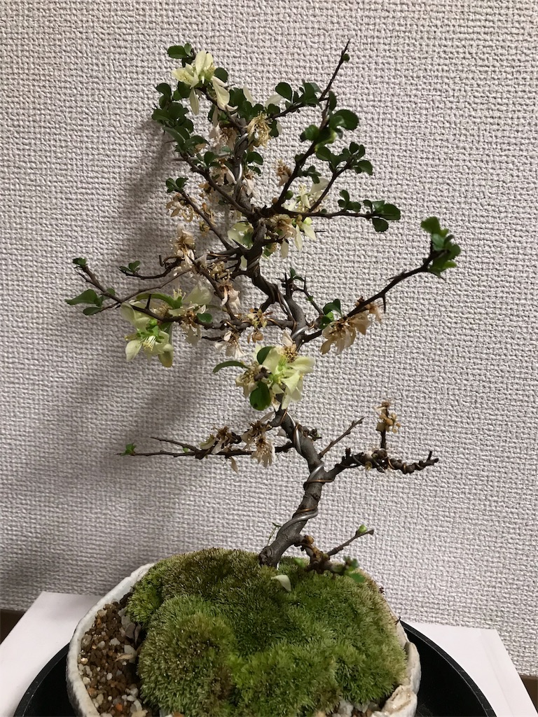 f:id:suguri-s:20180224231242j:image f:id:suguri-s:20180224231242j:image