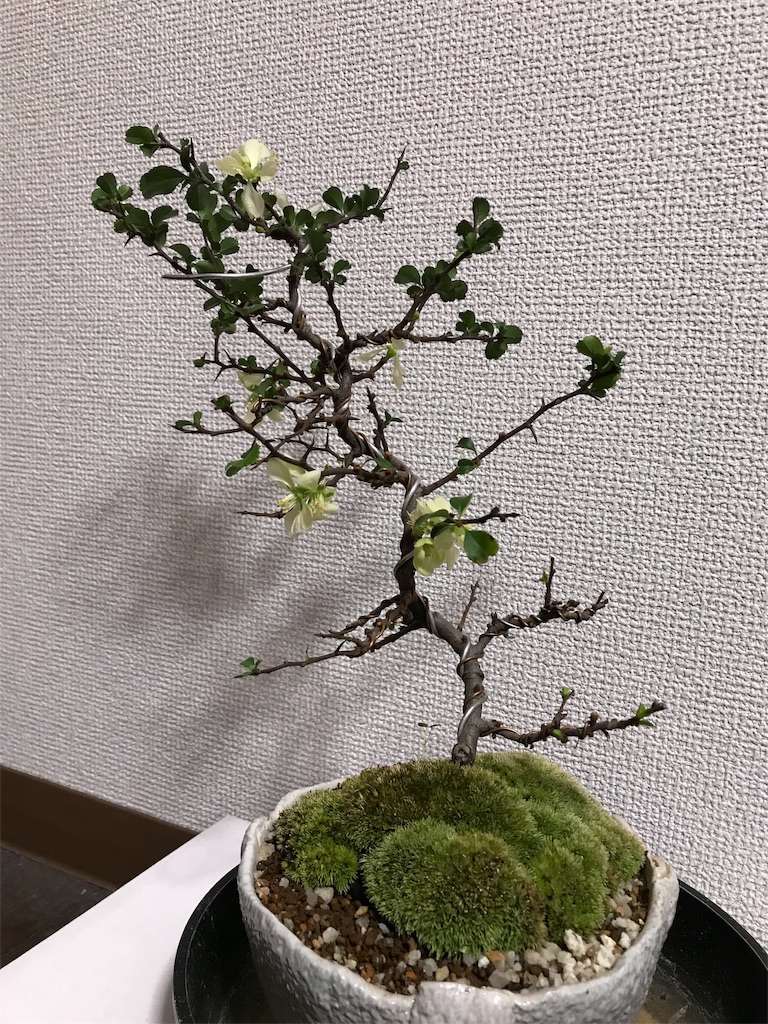 f:id:suguri-s:20180224231538j:image f:id:suguri-s:20180224231538j:image