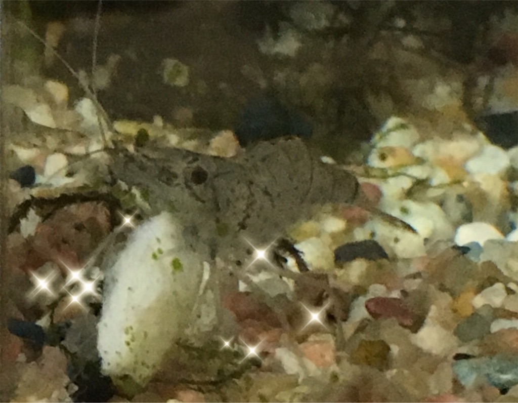 ちくわをエビたちにあげたら大喜び 薬膳な共生ライフ ちくわをエビたちにあげたら大喜び 薬膳な共生ライフ