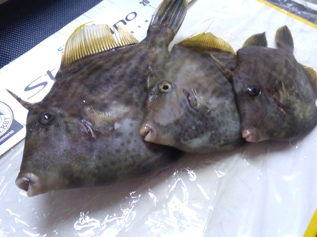 女性だけのカワハギ釣り大会 すぐるの日々