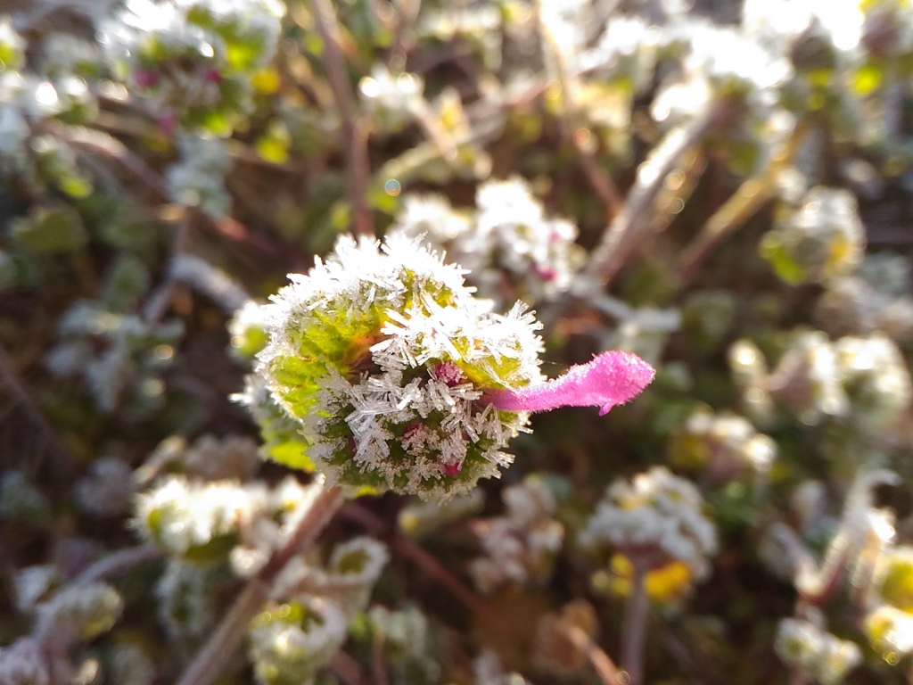 f:id:suichan-chi:20170202110307j:plain f:id:suichan-chi:20170202110307j:plain