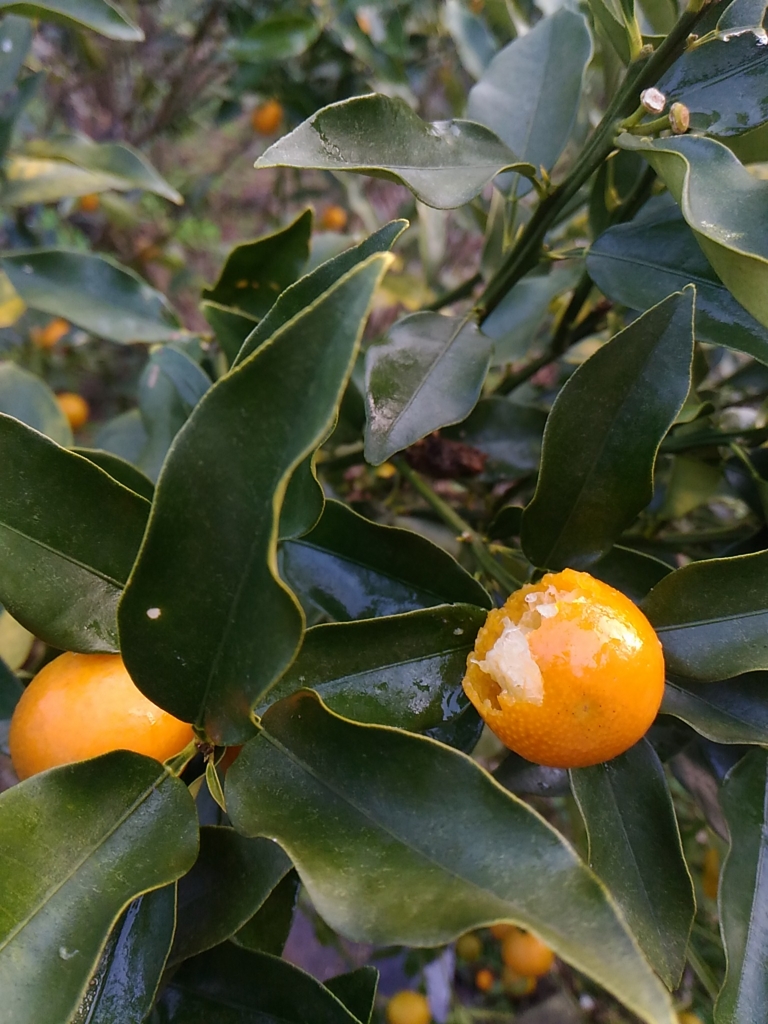 f:id:suichan-chi:20170202110450j:plain f:id:suichan-chi:20170202110450j:plain