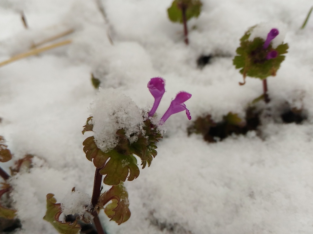 f:id:suichan-chi:20170212222822j:plain f:id:suichan-chi:20170212222822j:plain