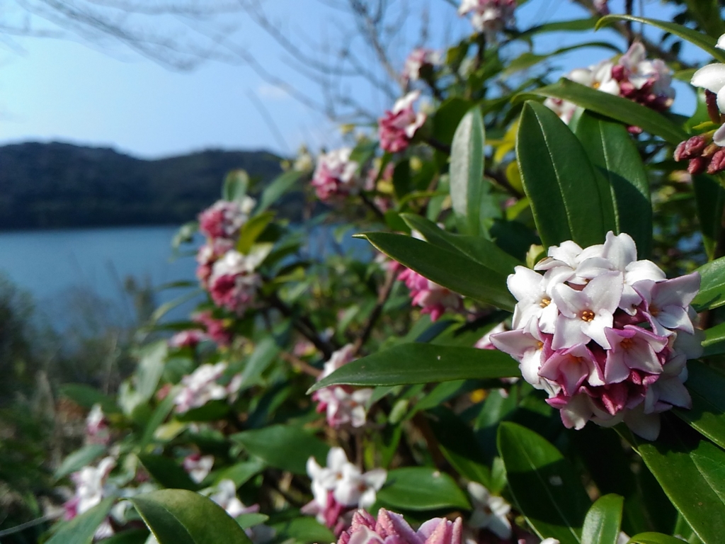 f:id:suichan-chi:20170317154349j:plain f:id:suichan-chi:20170317154349j:plain