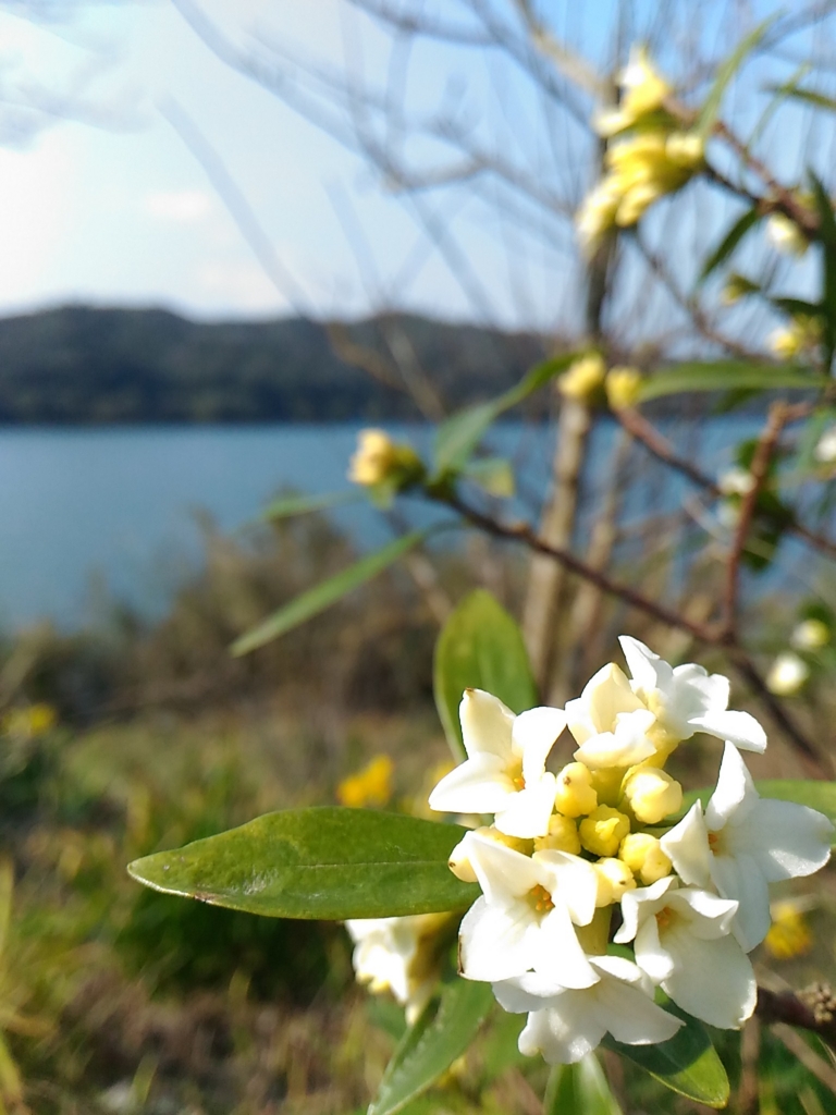 f:id:suichan-chi:20170317154414j:plain f:id:suichan-chi:20170317154414j:plain